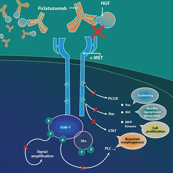 Mechanism of Action Illustration